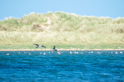 Birds flying over a water