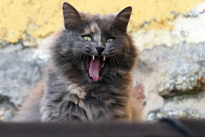 Portrait of cat yawning