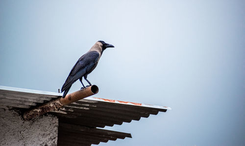 Low angle view of bird perching on roof against sky