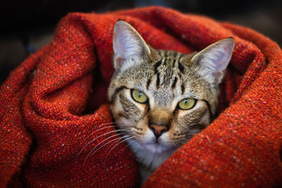 Close-up portrait of a cat