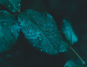 Close-up of raindrops on leaves