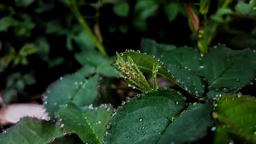 Close-up of raindrops on leaf