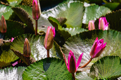 Close-up of lotus water lily in lake