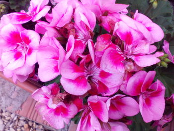 Close-up of pink flowers blooming outdoors