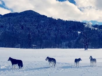 Horses on a field