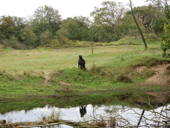 Wilde pony in de kennemer duinen bij ijmuiden. 