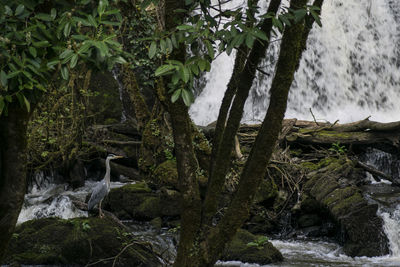 Stream passing through forest