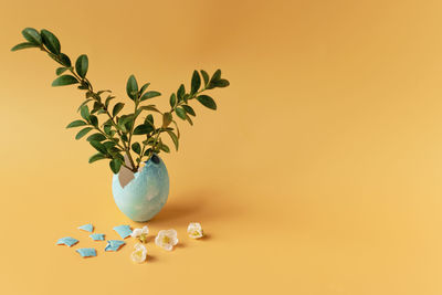 Close-up of plant over white background