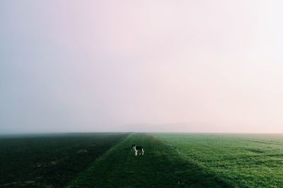 Border collie standing on green rural field against sky in foggy weather