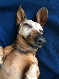 High angle view of dog relaxing on bed