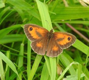 Close-up of butterfly perching on leaf