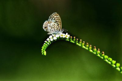 Cassius blue butterfly feeding on scorpion tail flower 