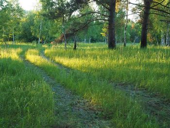 Trees on grassy field