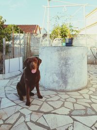 Portrait of dog sitting on tiled floor