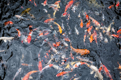 High angle view of koi carps swimming in lake