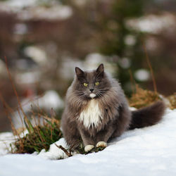 Portrait of cat sitting on snow field