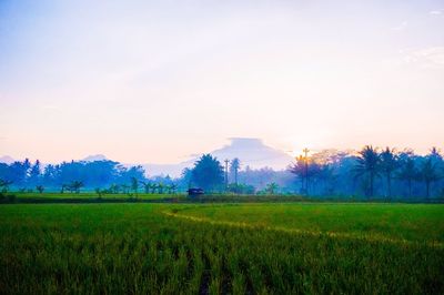 Scenic view of field against sky during sunset