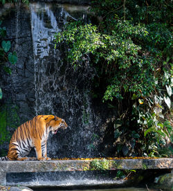 Side view of an animal against trees in forest