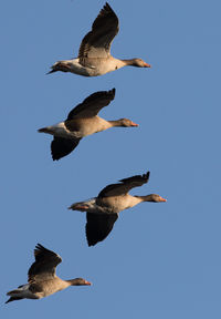 Low angle view of birds flying against clear sky