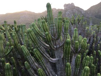 Close-up of cactus growing on mountain