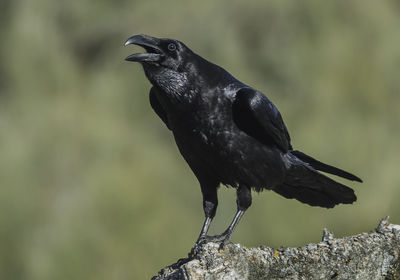 Close-up of raven perching on branch