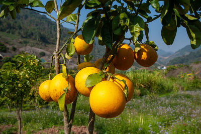 Close-up of oranges growing on tree