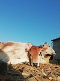 View of cows on landscape against clear blue sky