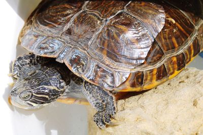 Close-up of a turtle