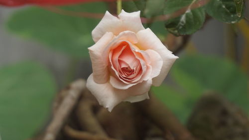 Close-up of flower against blurred background