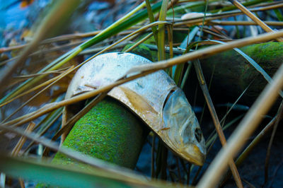 High angle view of shell on grass