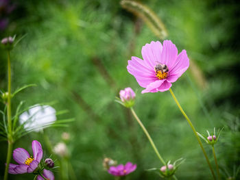 Close-up of pink cosmos flower