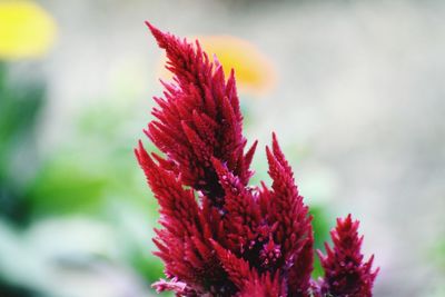 Close-up of red flowering plant