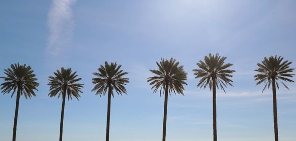 Low angle view of coconut palm trees against sky