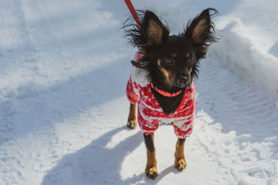 A stylish russian toy terrier in a winter costume walks in the park