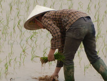 Man planting rice plants in paddy