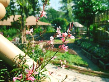 Close-up of pink flowering plant