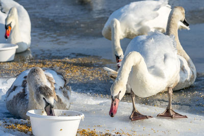 Close-up of swan in water