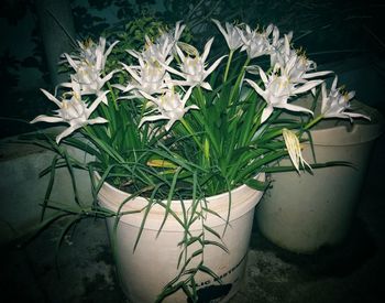 Close-up of potted plant