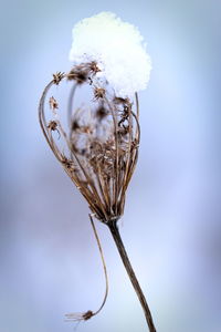 Close-up of wilted plant against sky