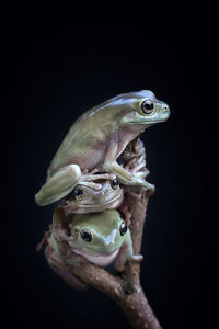 The australian green tree frog or dumpy tree frog, with natural and colorful background.