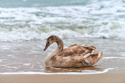 Young brown colored white swan sitting on sand by blue waters of sea. swan chick with brown feathers