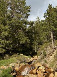 Scenic view of rocks in forest against sky