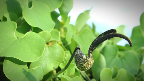 Close-up of butterfly on plant