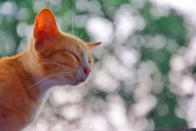 Close-up of a cat looking away