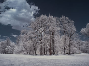 Trees on field against sky during winter