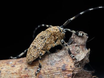 Close-up of grasshopper