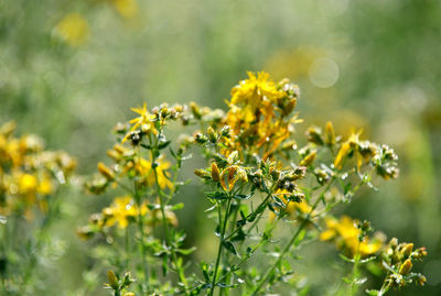 Close-up of yellow flowering plant leaves on field