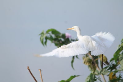 Low angle view of bird perching on tree against sky