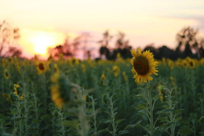 Close-up of sunflower field against sky during sunset