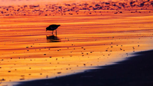 Silhouette birds on sand at sunset